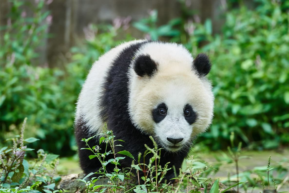 Bifengxia panda base